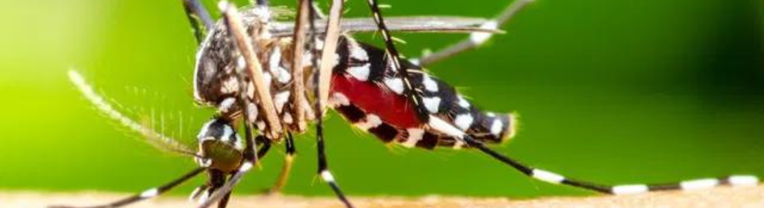 Combate ao mosquito da Dengue em São Bernardo do Campo 24 HORAS